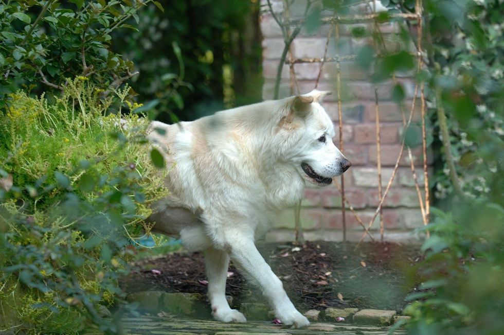 Katie Oxford's dog Buster