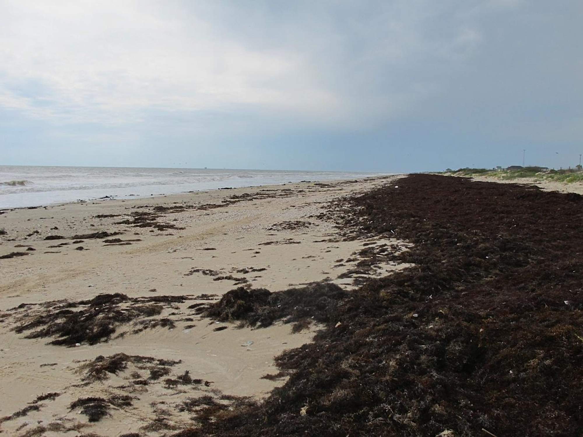 Massive 'blob' of odious seaweed slowly drifts towards Galveston ...