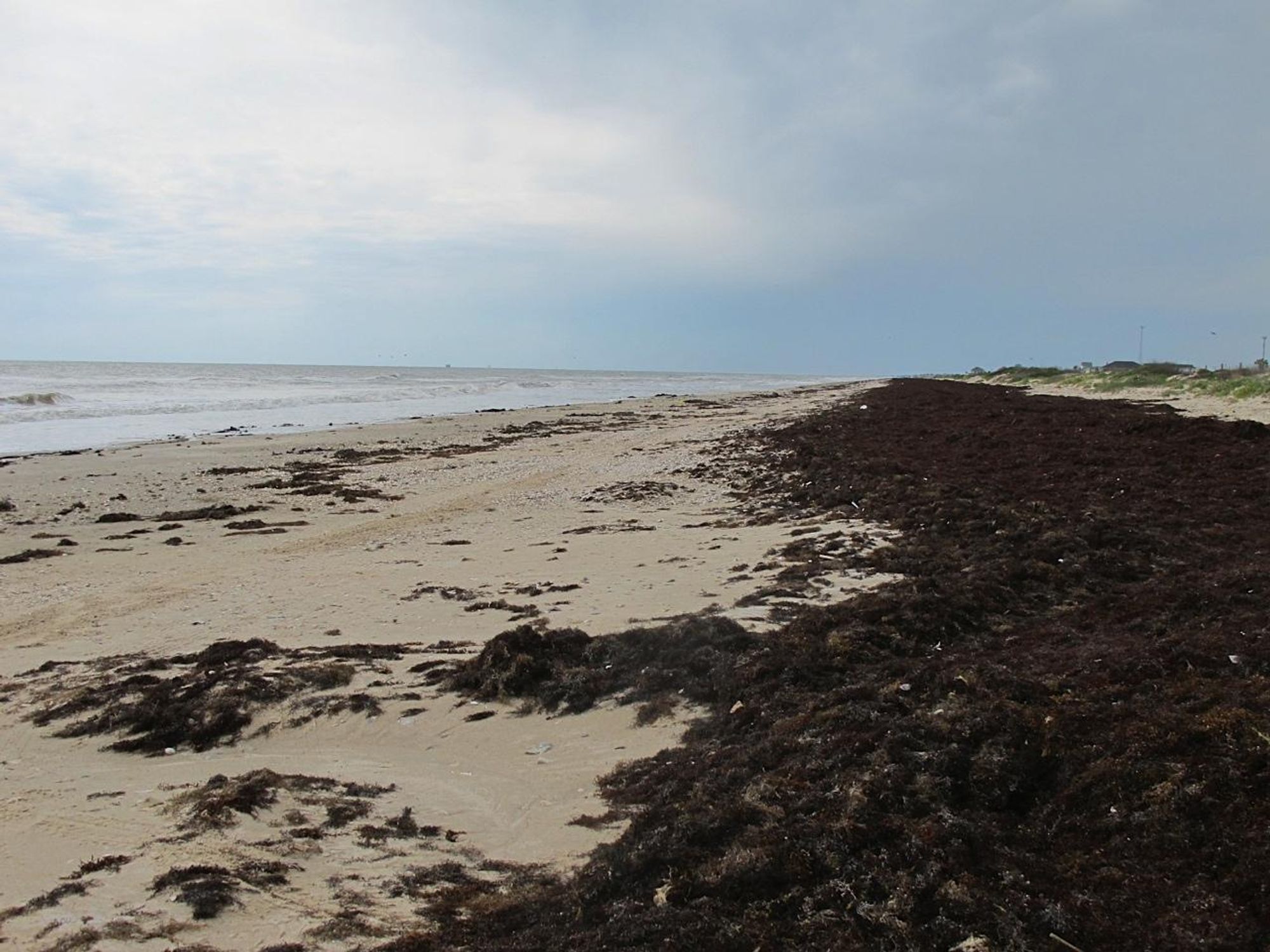 Katie Oxford seaweed April 2015 After a storm, it blanketed the beach like wet draperies
