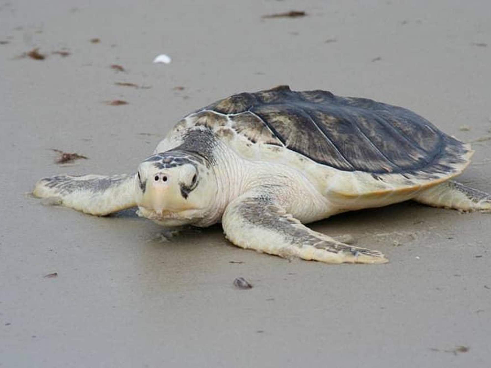 Critically Endangered Sea Turtle Lays Eggs In Galveston Island State critically-endangered-sea-turtle-lays-eggs-in-galveston-island-state