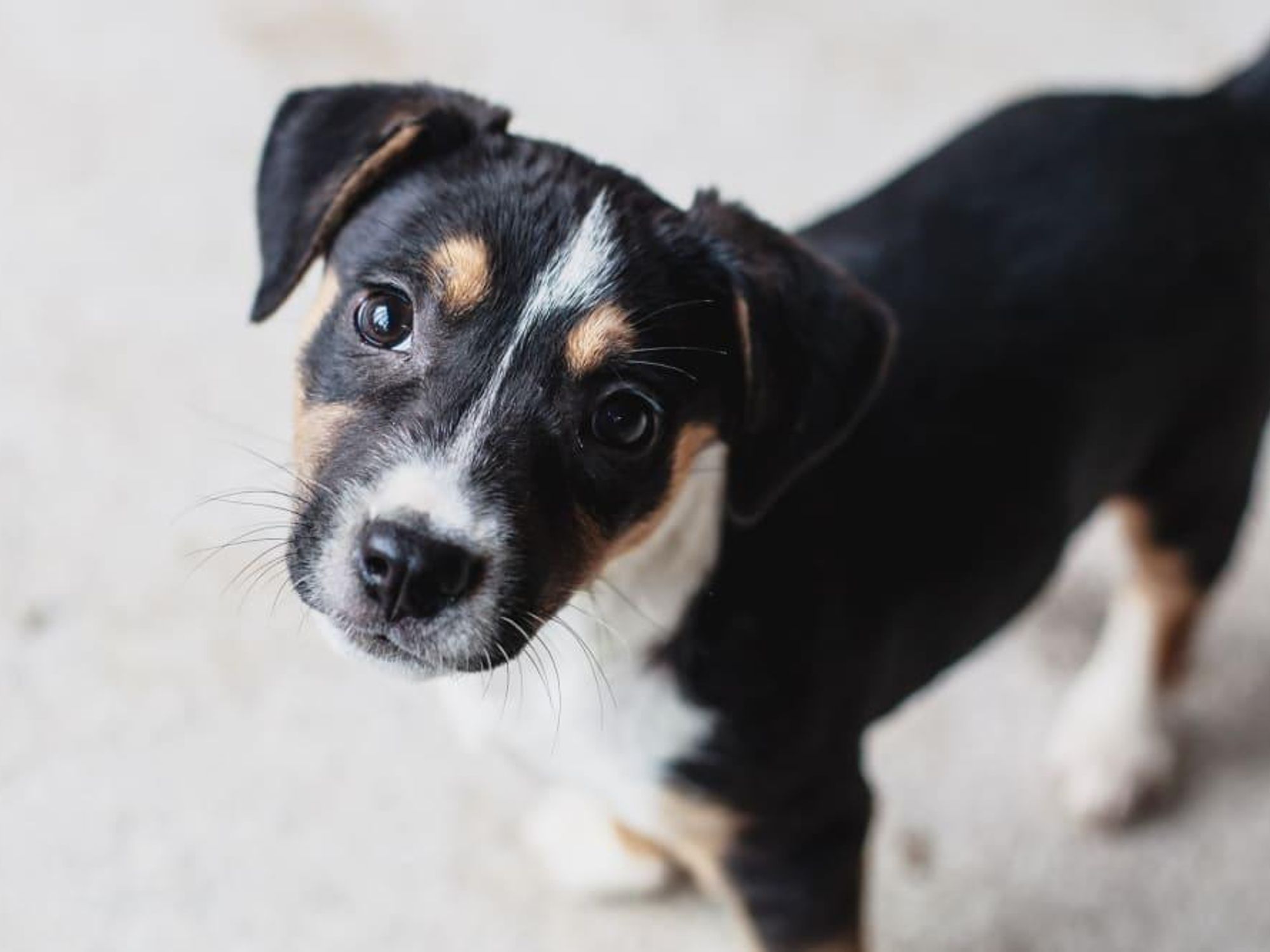 Ken Hoffman new puppy Citizens for Animal Protection