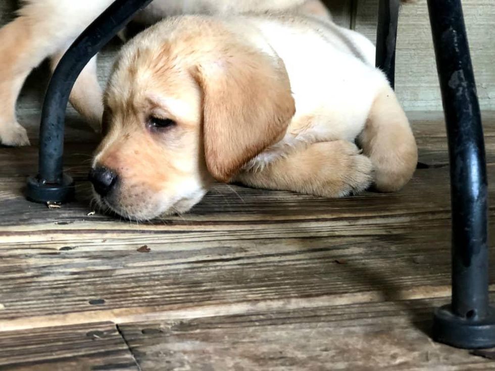 Ken Hoffman Nutcracker Market Vino dog Donne di Domani Patriot Paws