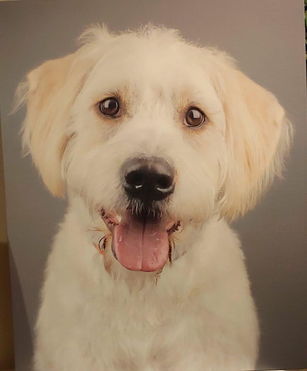 Ken Hoffman Sally puppy dog portrait