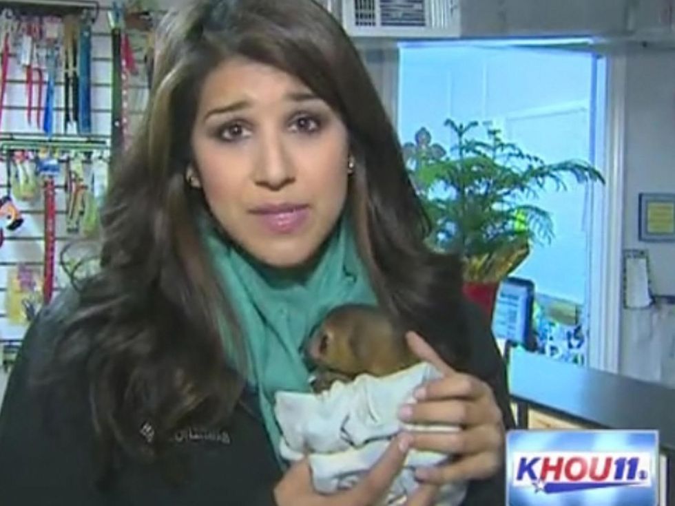 KHOU News reporter Jackie Crea holds baby kinkajou left orphaned by dog attacks January 2014 at Houston exotic pet store