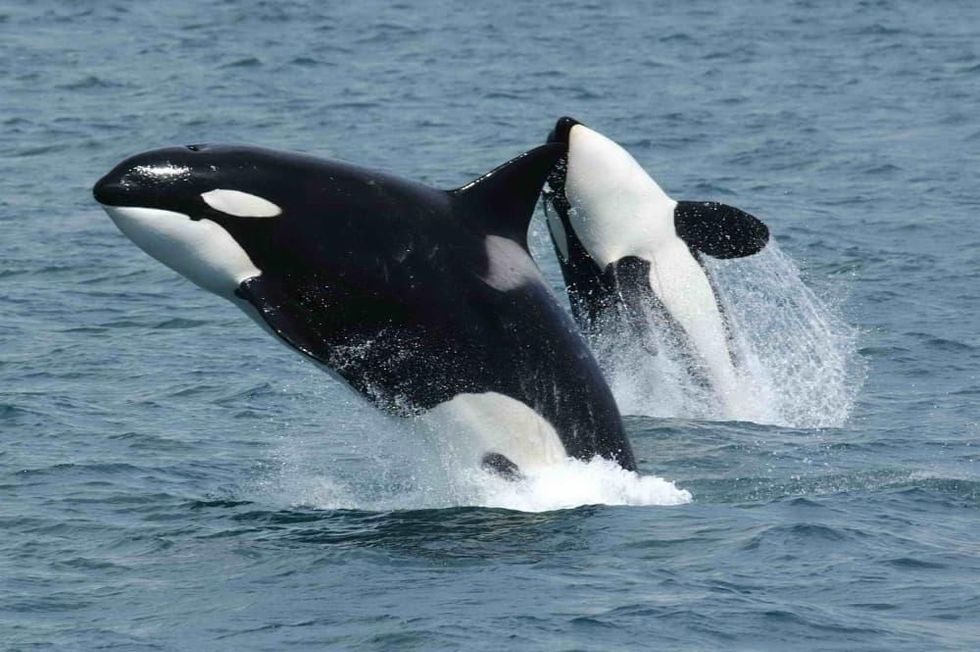 killer whales orca water ocean jumping