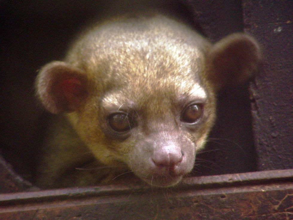 Kinkajou exotic pet