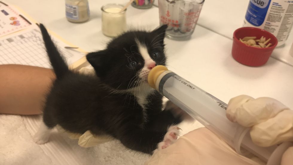 Kitten being bottle-fed