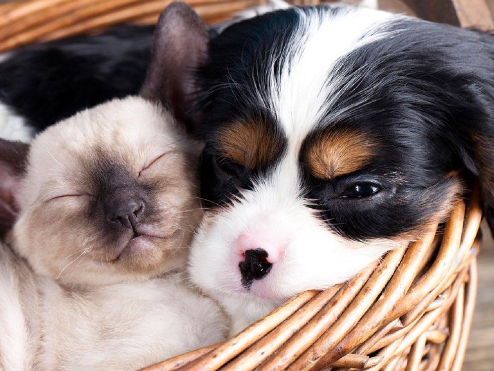kitten puppy in basket