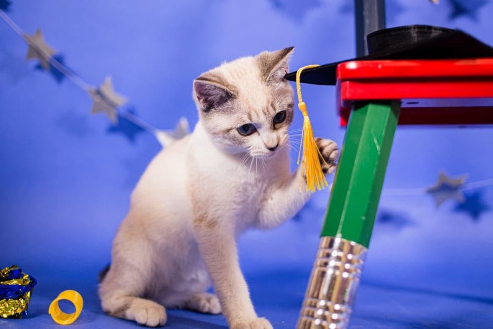 Kittens graduation into foster care