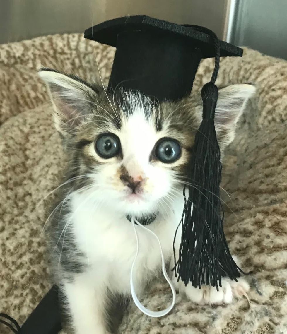 Kittens graduation into foster care