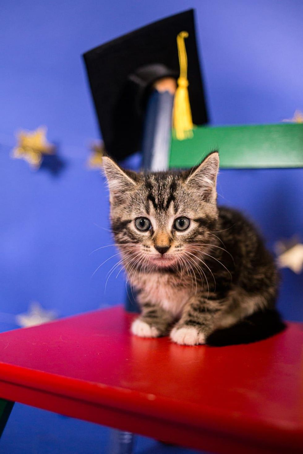 Kittens graduation into foster care