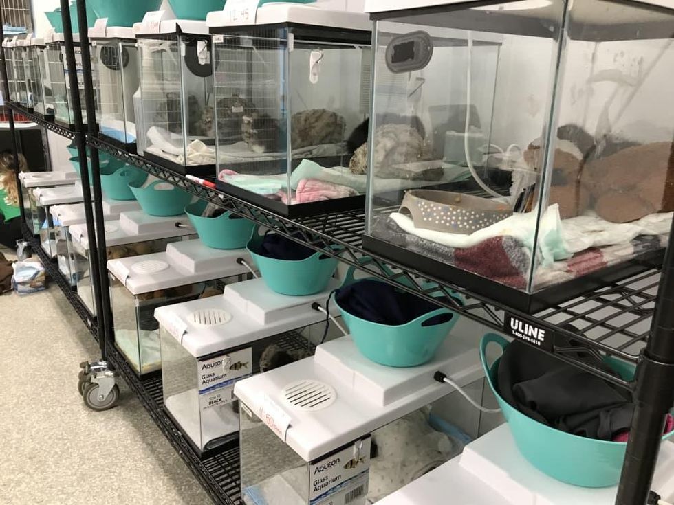 Kittens graduation into foster care