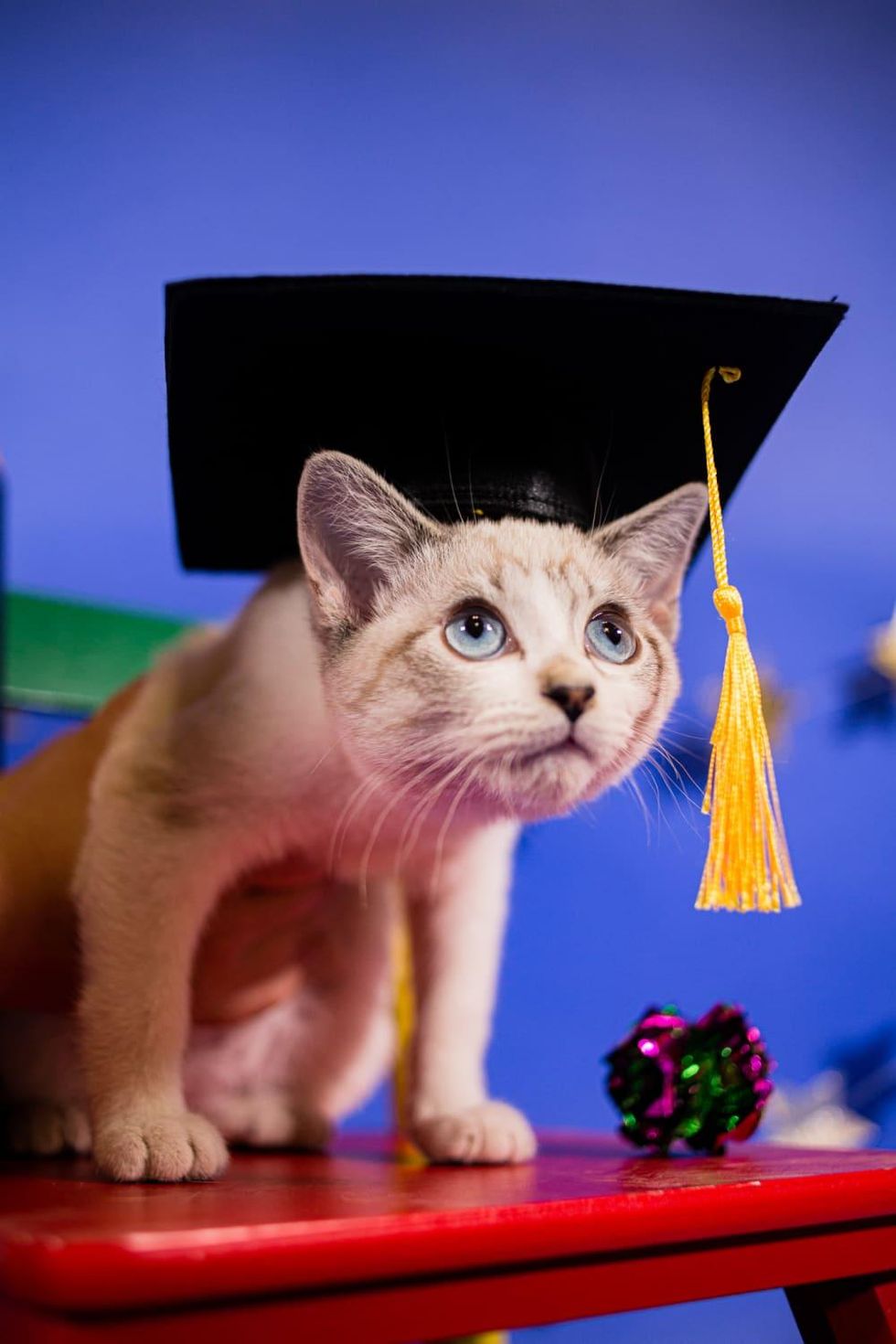 Kittens graduation into foster care