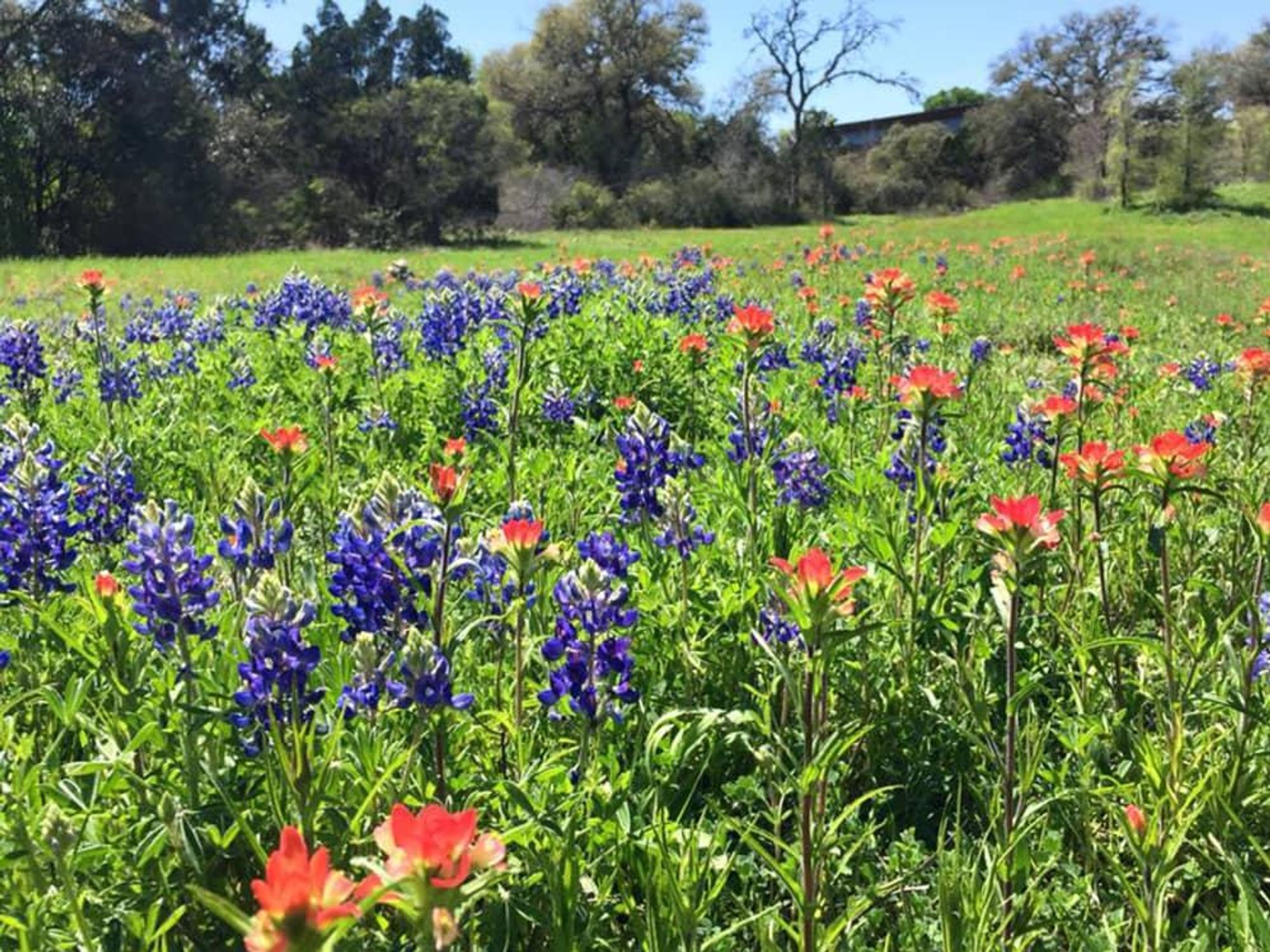 Lady Bird Johnson Wildflower Center bluebonnet Indian paintbrush