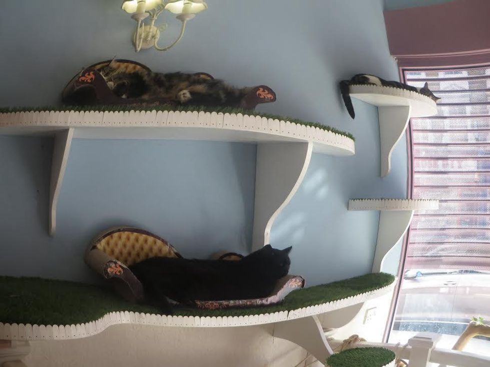 Lady Dinah's Cat Emporium lounging cats