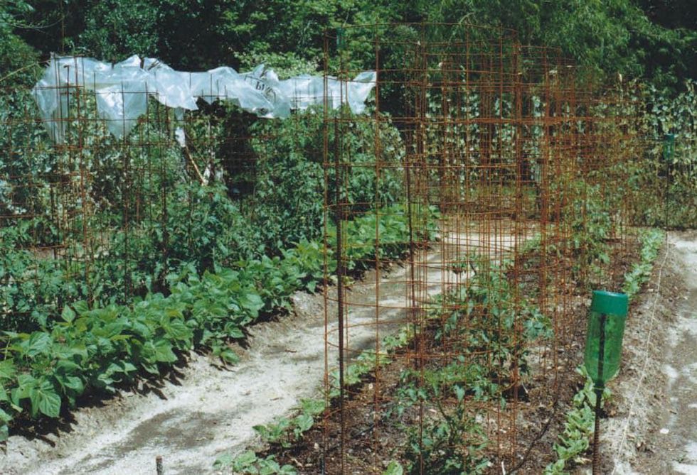 Lecture: "Companion Planting"