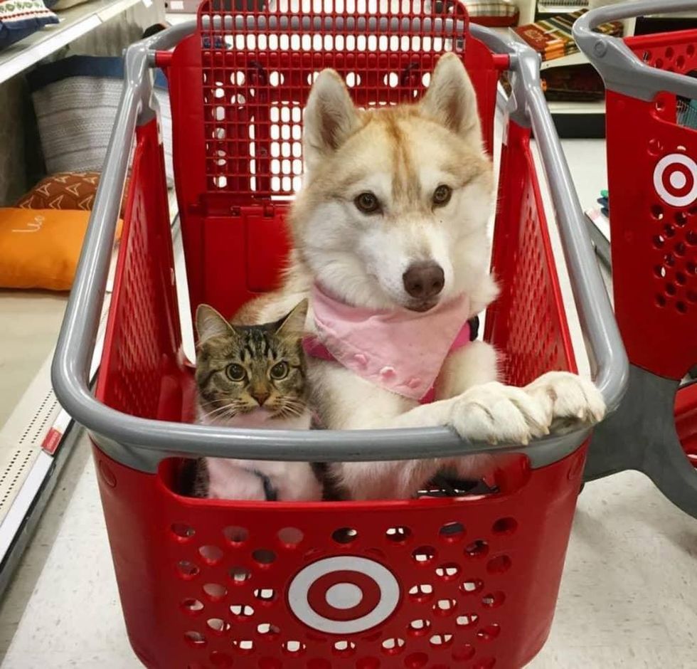 Lilo the husky and her best friend Rosie