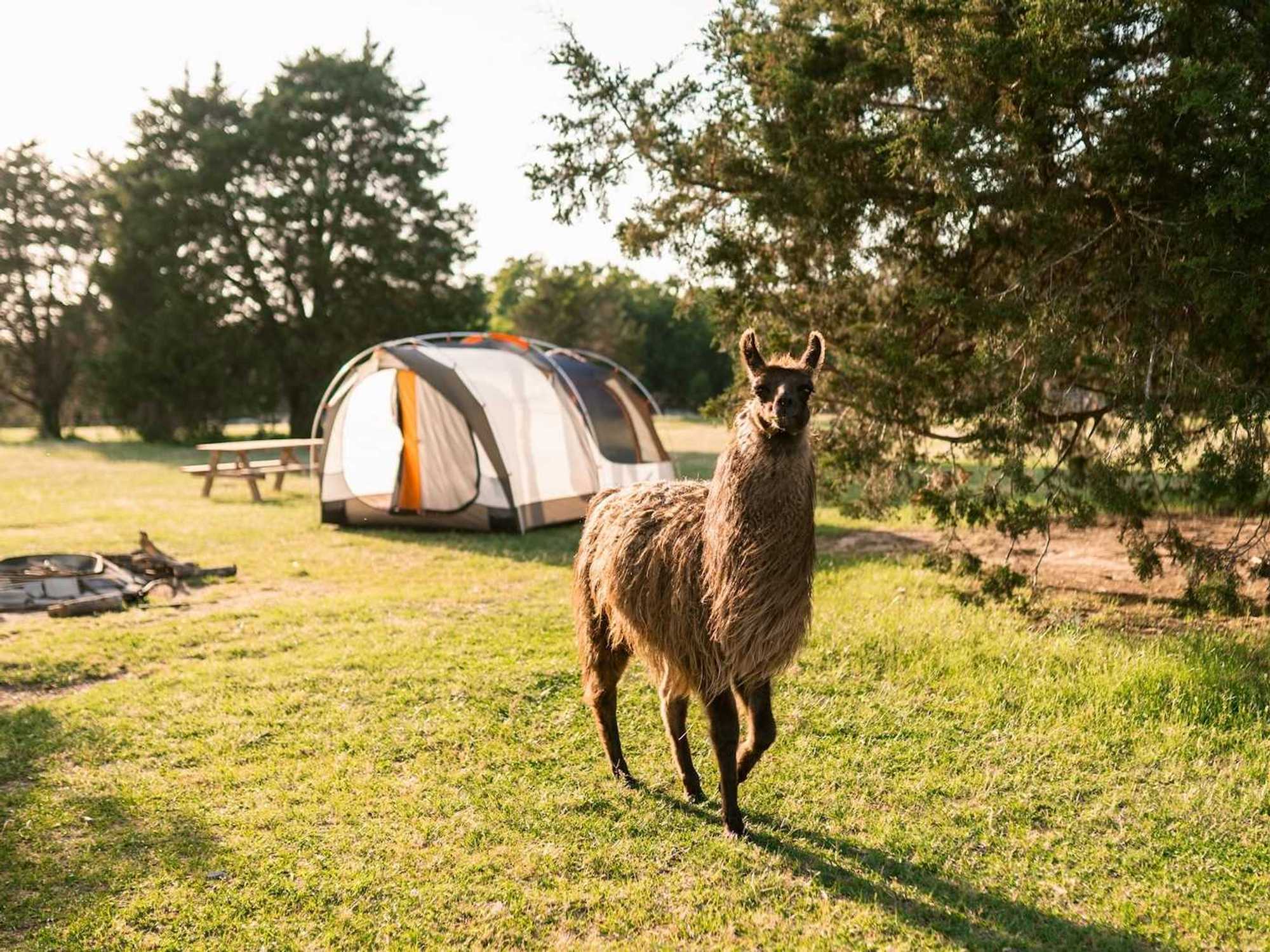 Llama Land Ranch in Tool, Texas