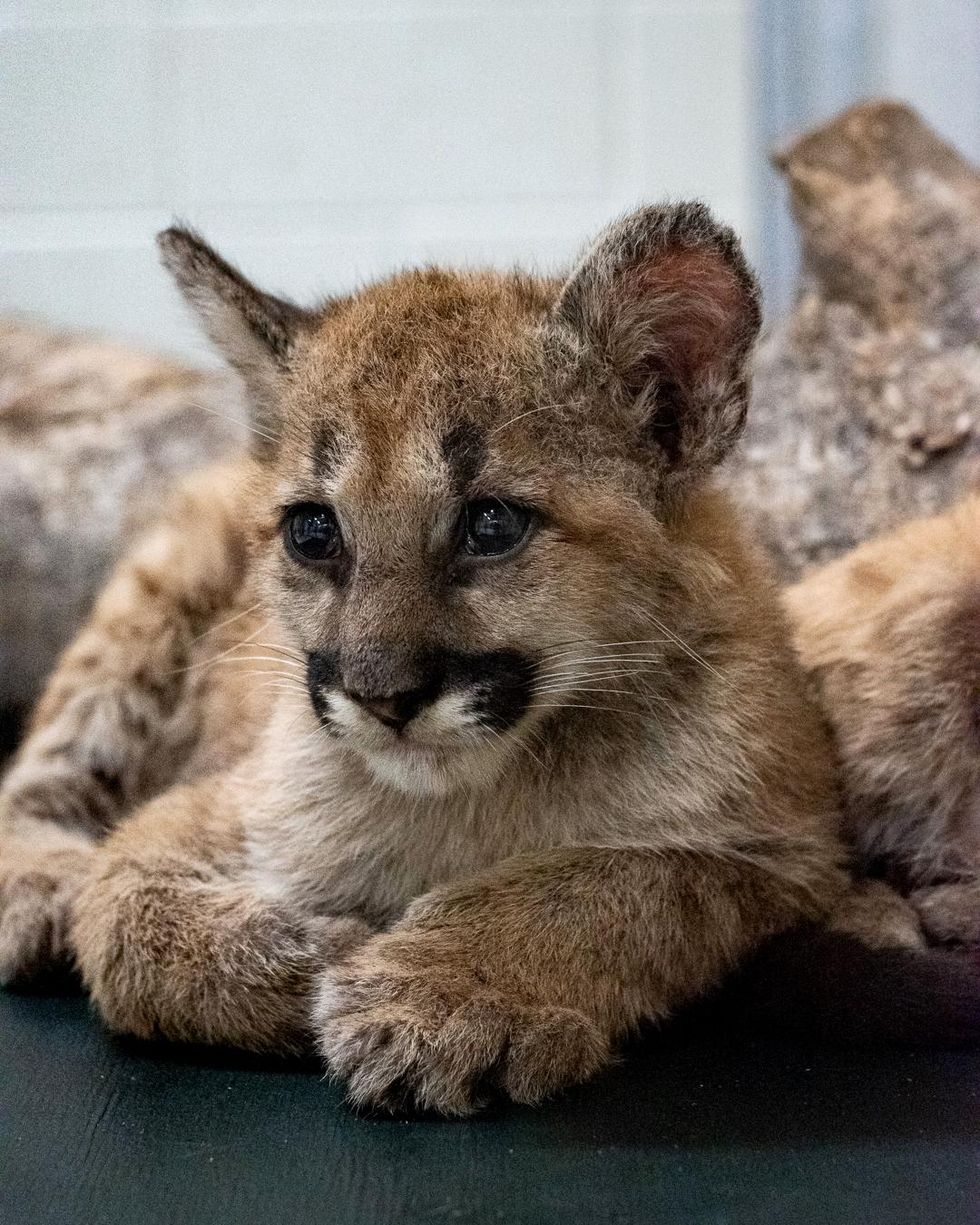 Louie cougar cub Houston Zoo