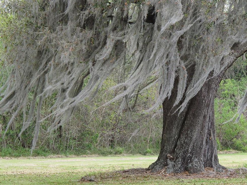 Louisiana Along LA 18 near Vacherie Louisiana moss on tree
