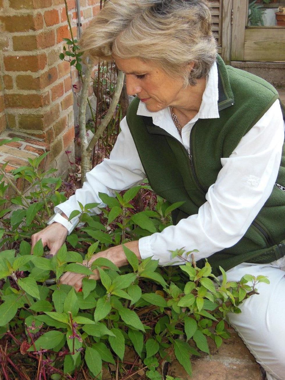 Lynn Herbert, gardening, gardener, A Garden Book for Houston and the Texas Gulf Coast