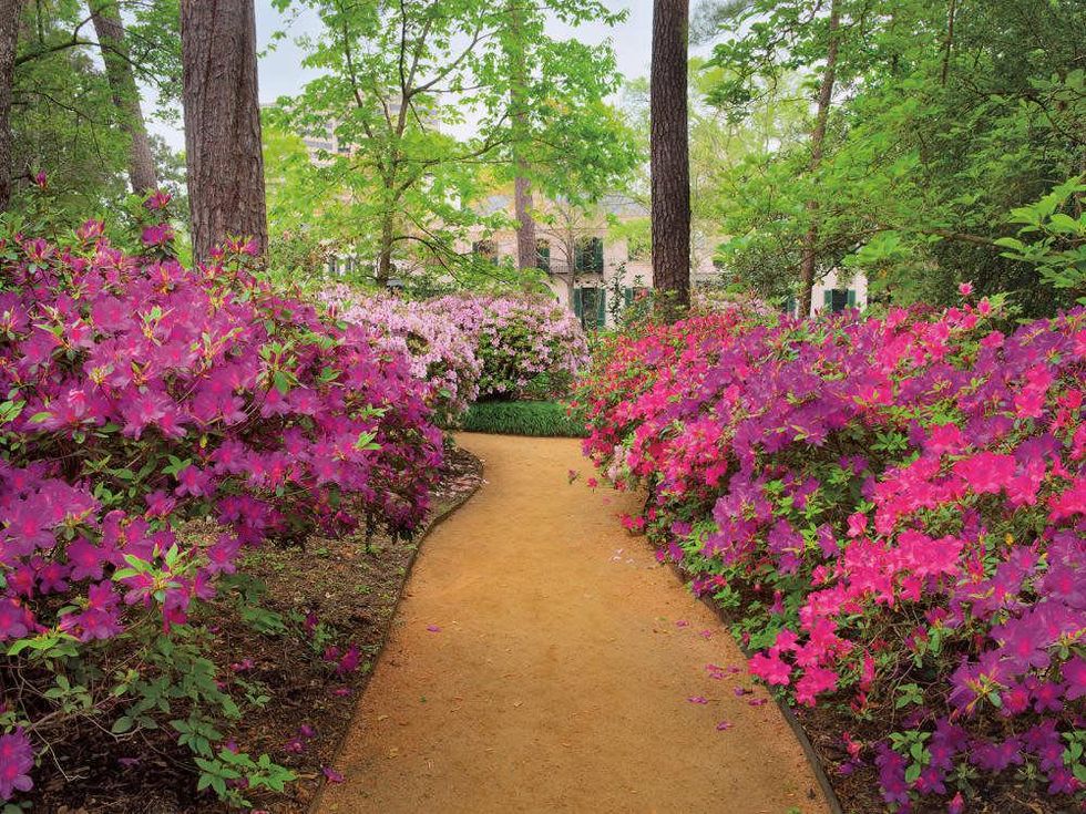 Lynn Herbert, River Oaks Garden Club, A Garden Book for Houston and the Texas Gulf Coast, March 2013, azaleas Bayou Bend