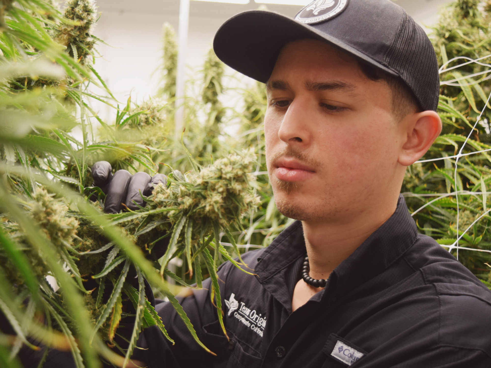 Man with medical cannabis plant