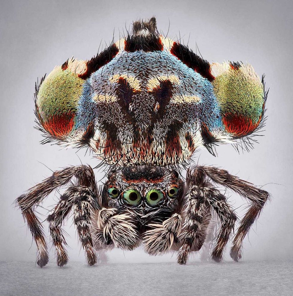 Mar\u00eda Fernanda Cardoso's Maratus: Spiders of Paradise