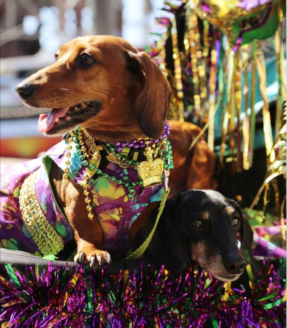 galveston mardi gras krewes