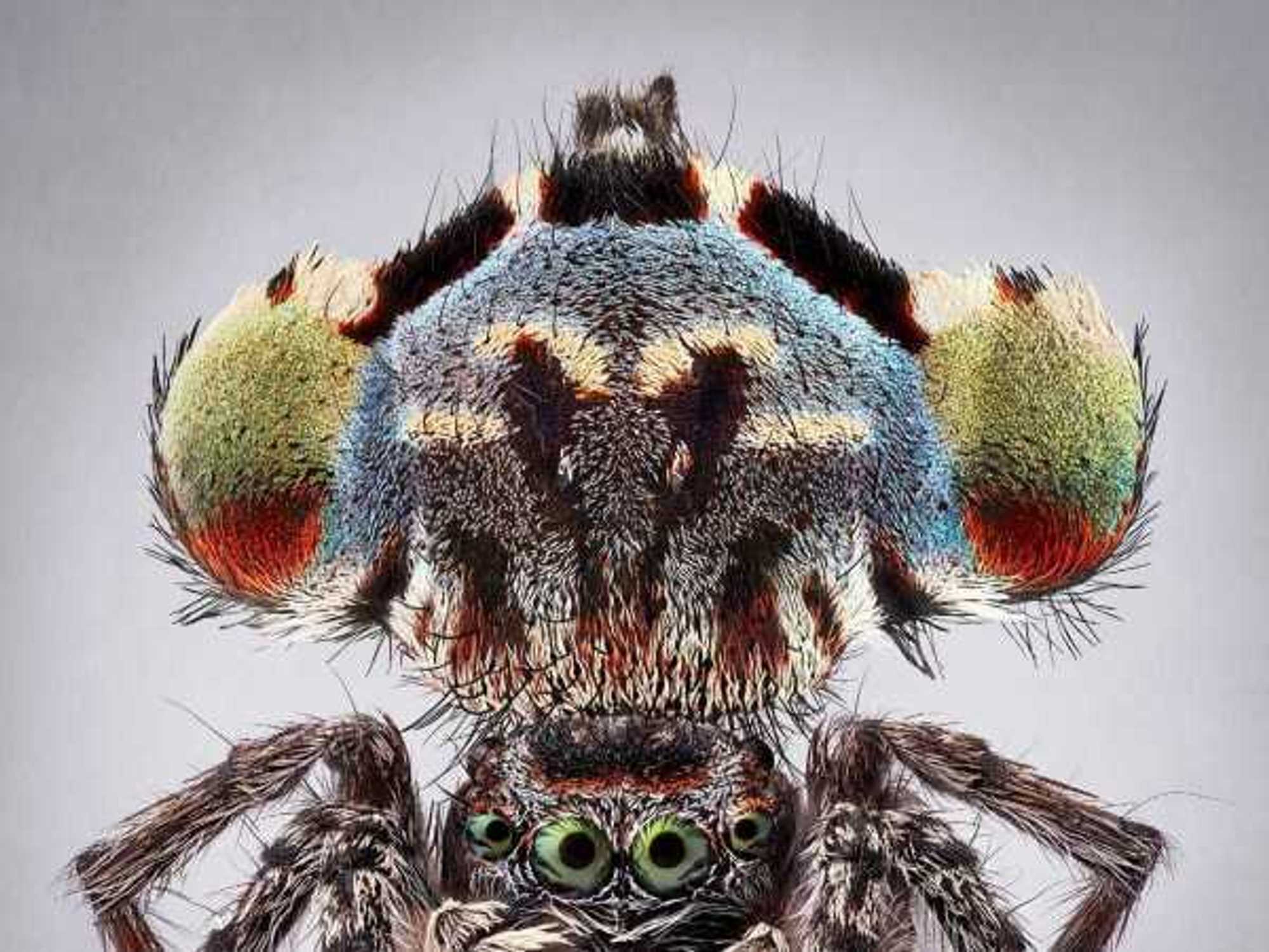 María Fernanda Cardoso's Maratus: Spiders of Paradise