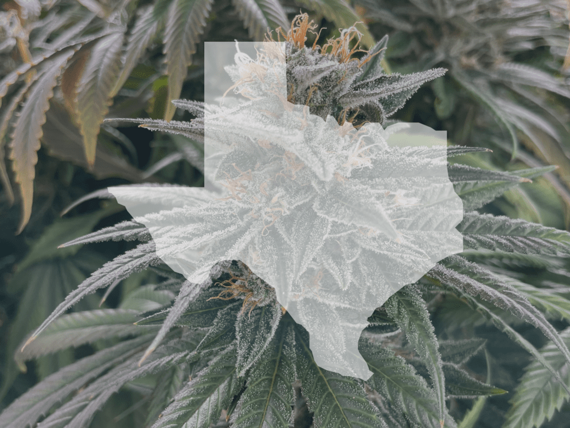Marijuana plant inside Texas state outline