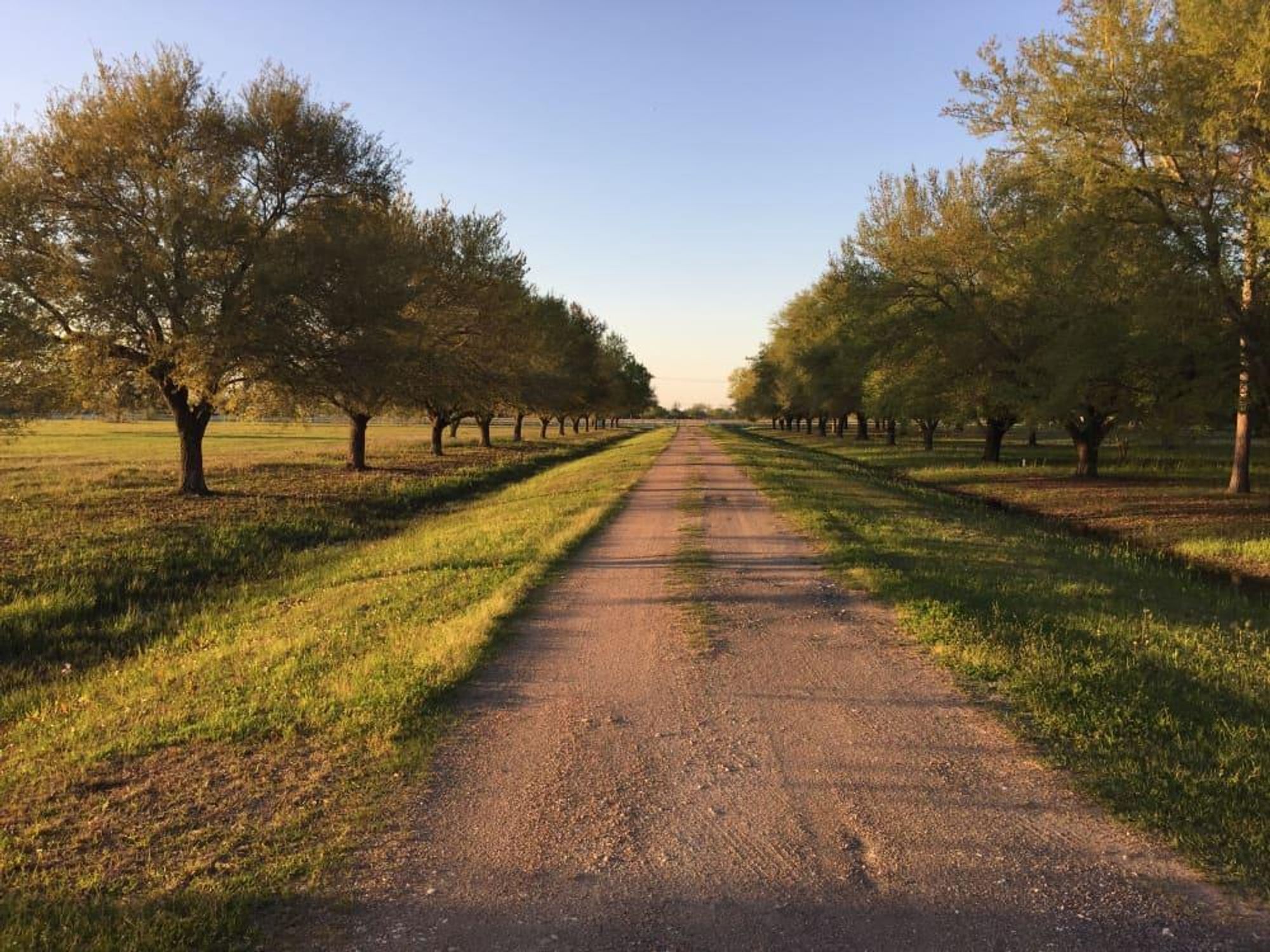 Massey Oaks Pearland