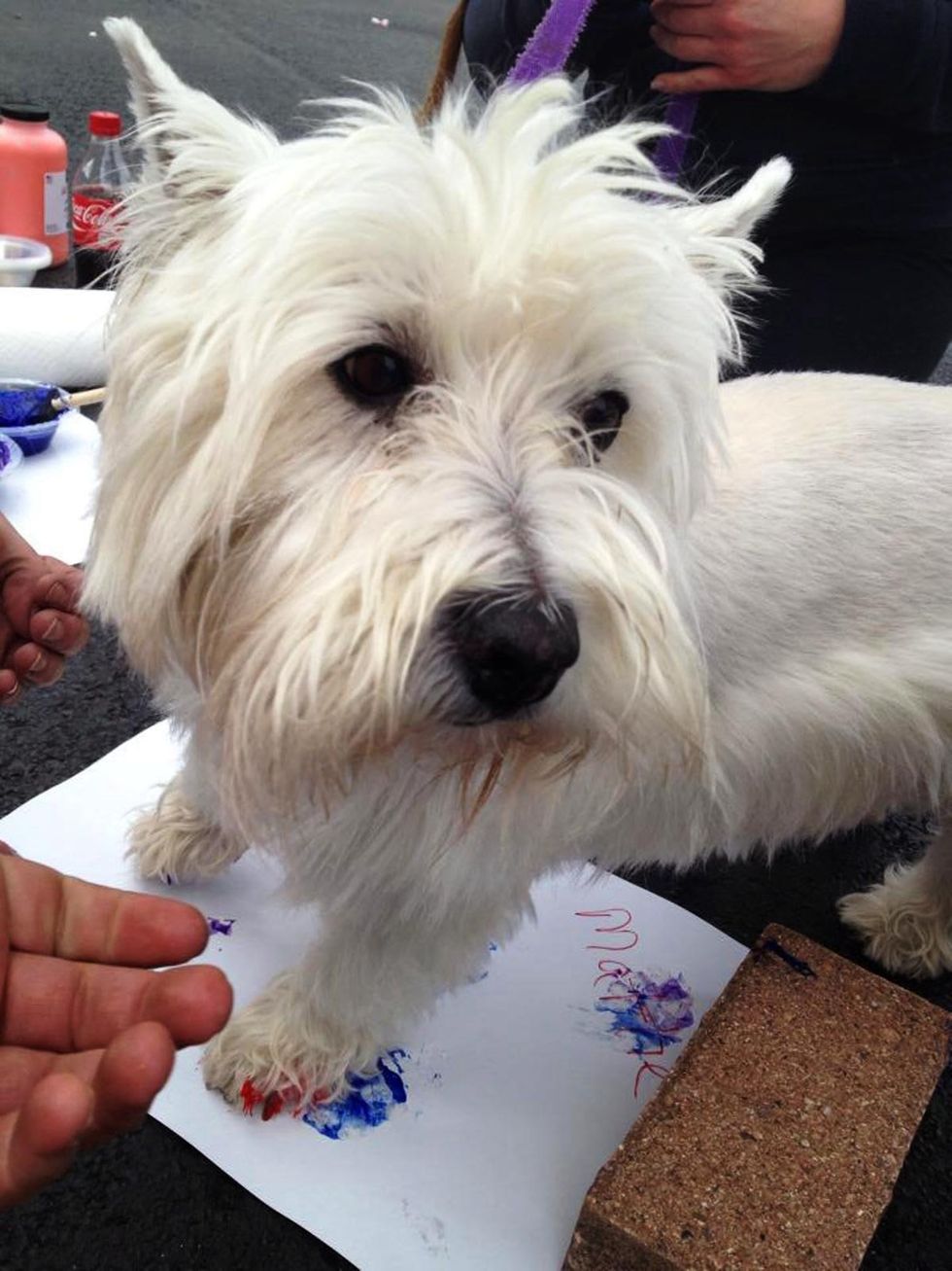 Dogs paint pictures with their paws — and no one can get enough of the