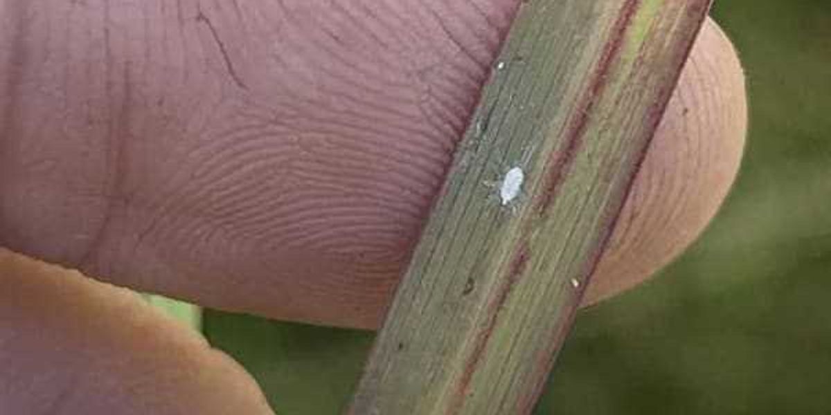 New invasive pest threatens farms and pastures in greater Houston