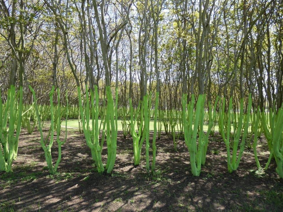 Memorial Green Trees