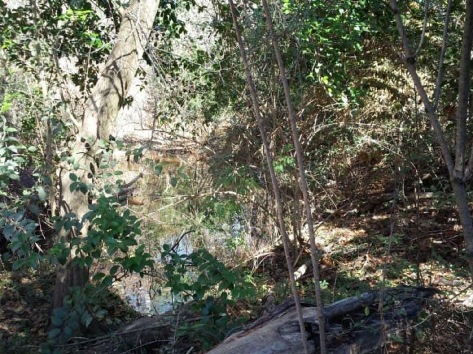 Memorial Park 101: Hogg Bird Sanctuary