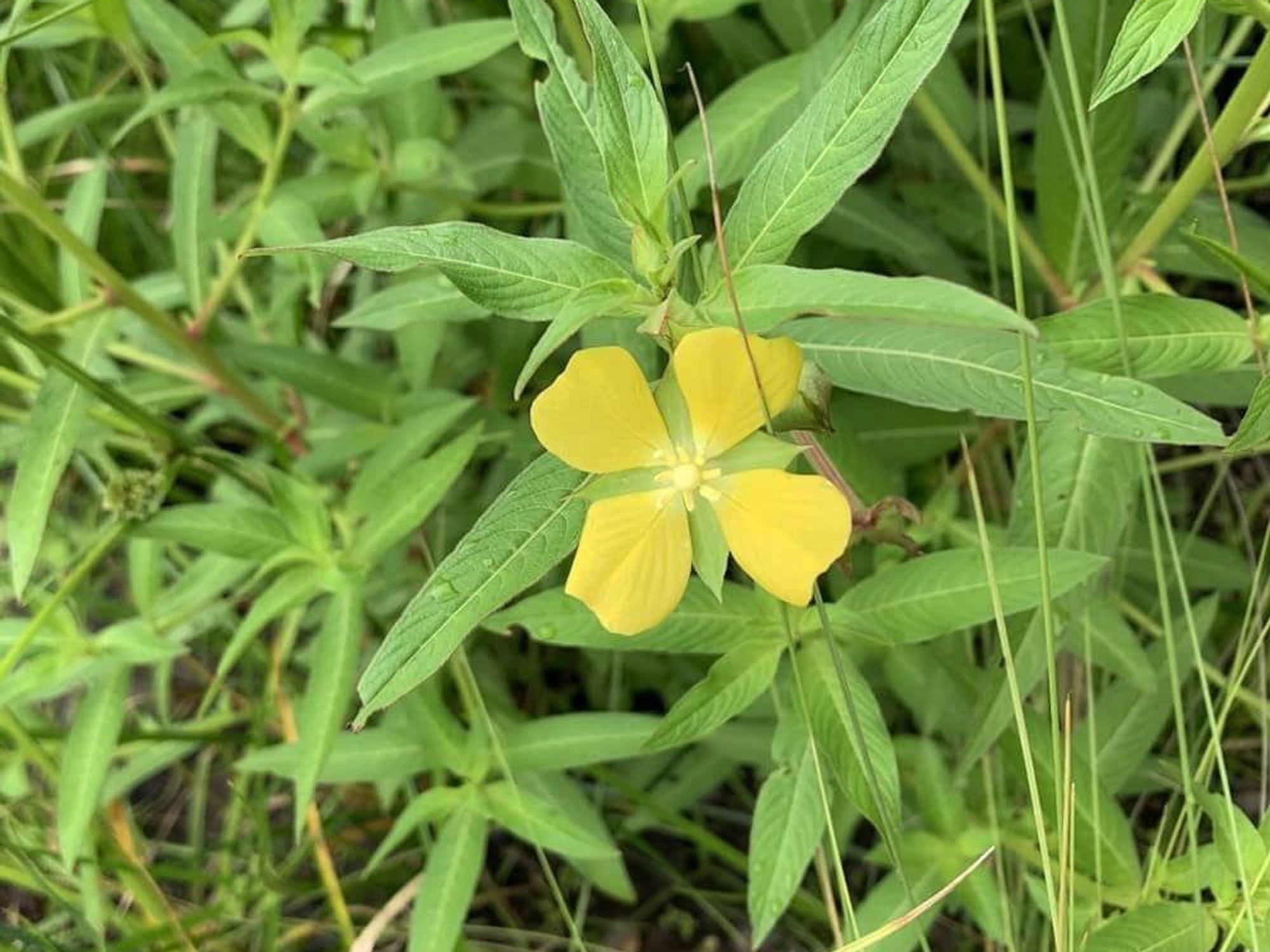 Memorial Park Conservancy 101: Summer Blooms