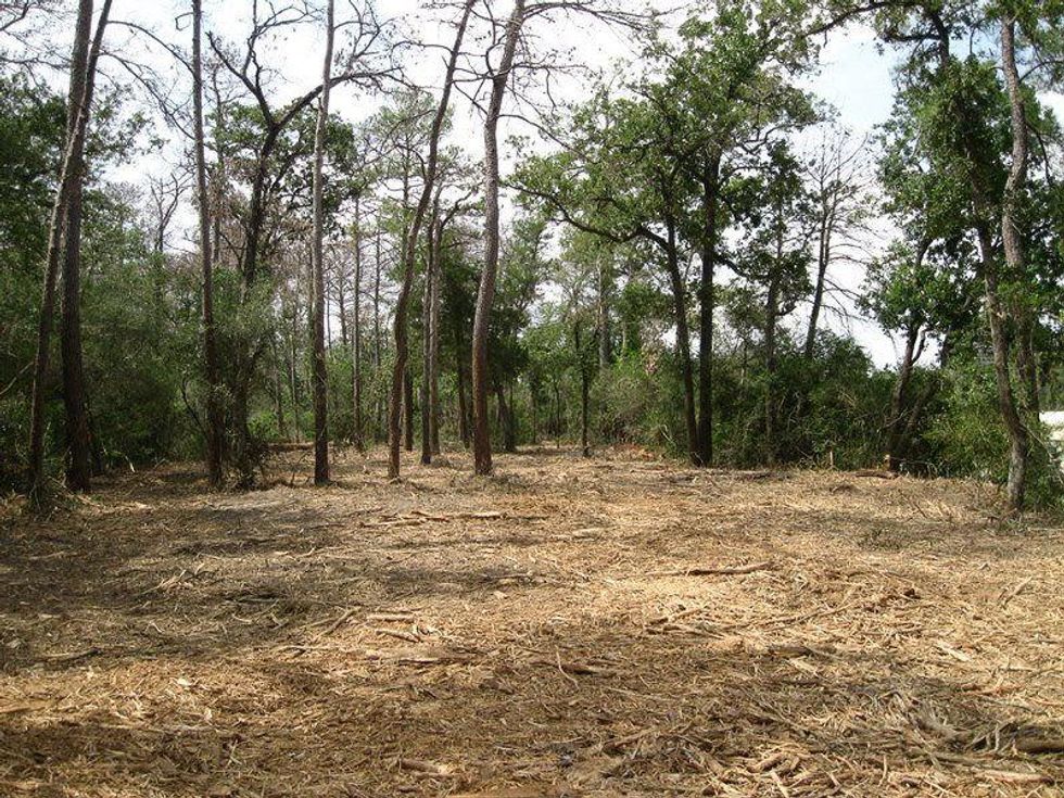 Memorial Park, dead trees, forestry plan, replanting, clearing, December 2012