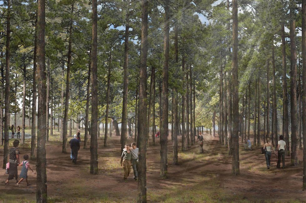 Memorial Park master plan March 2015 Rendering of Memorial Grove by Nelson Byrd Woltz
