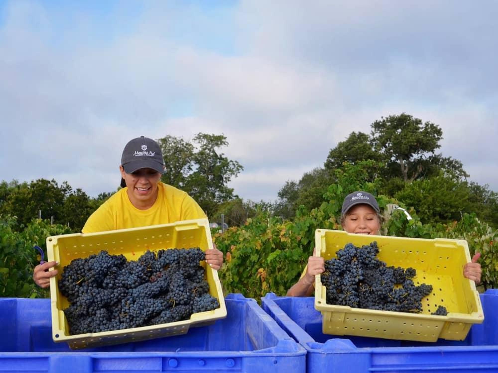 Messina Hof grape harvest
