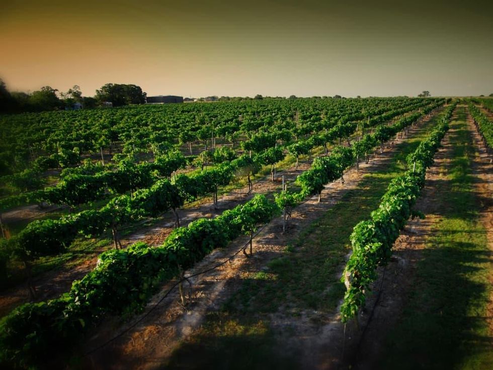 Messina Hof vineyard