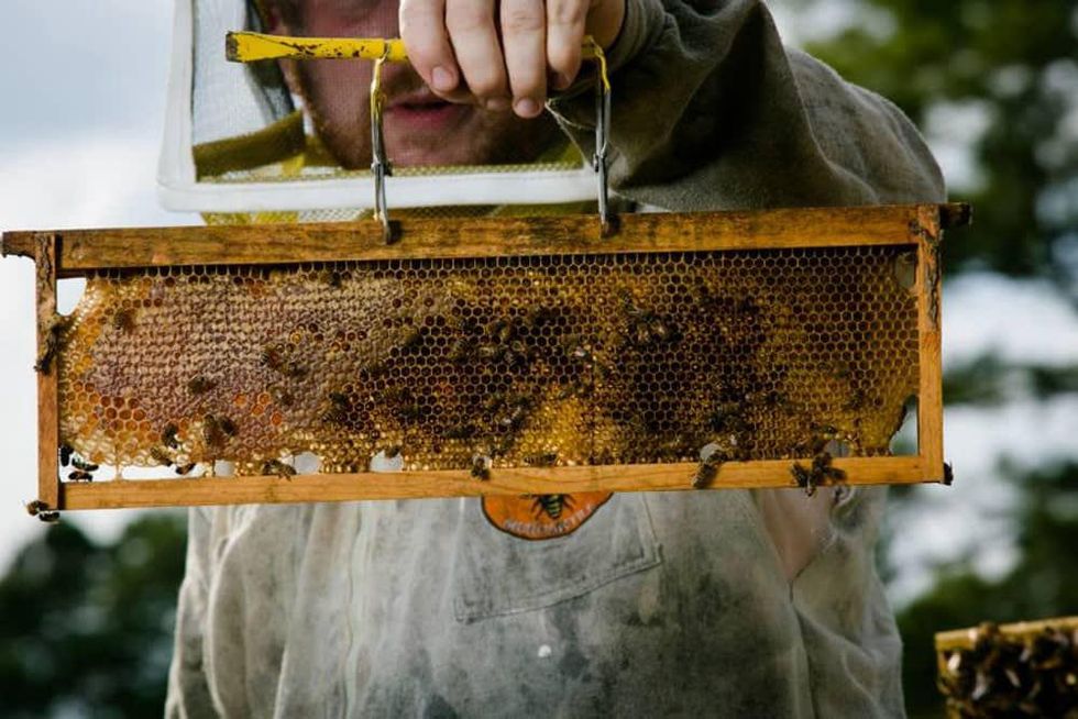 Mindful honey Sean Passarra