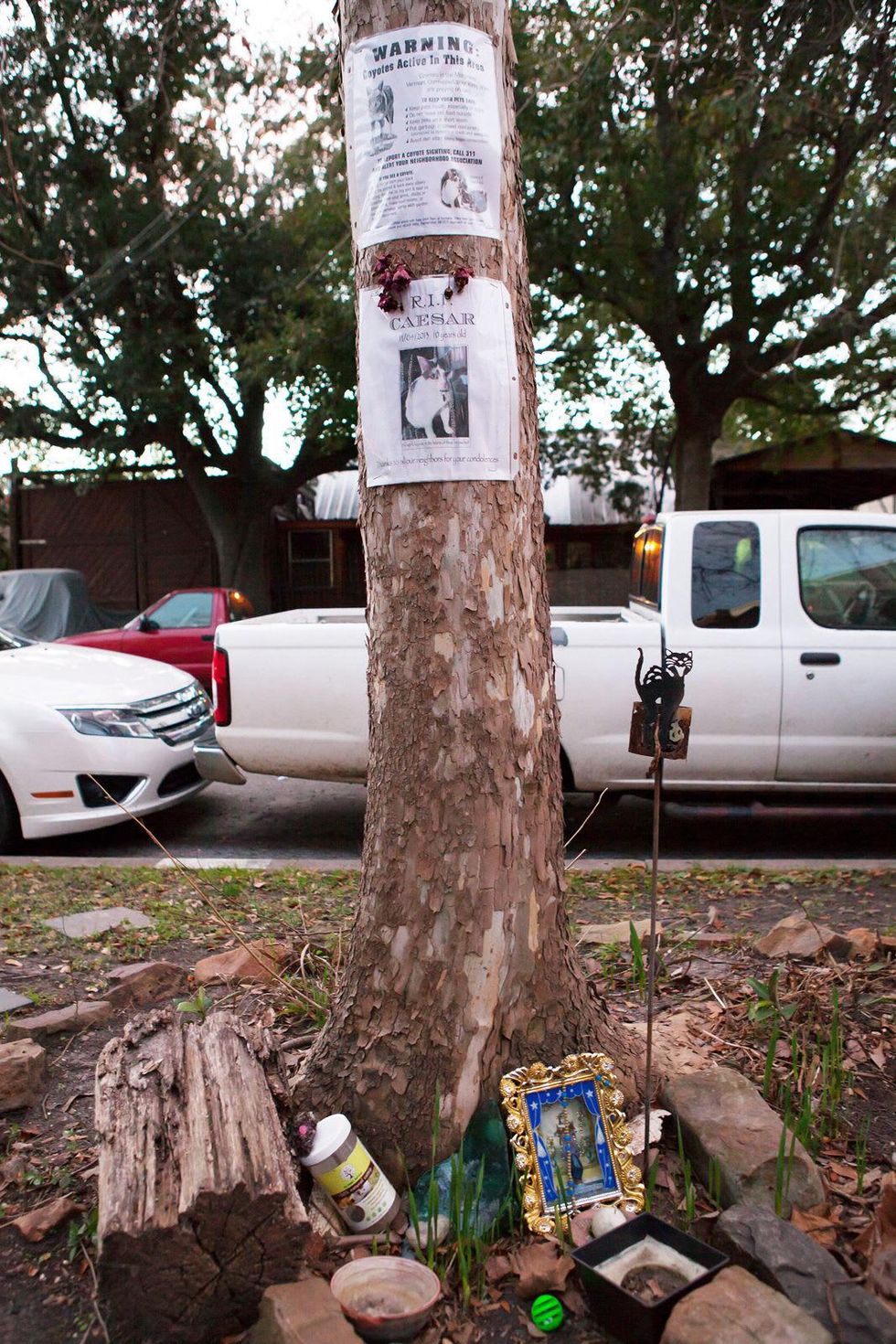 missing cat montrose coyote killer memorial shrine