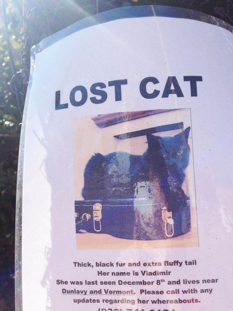 missing cat montrose coyote killer