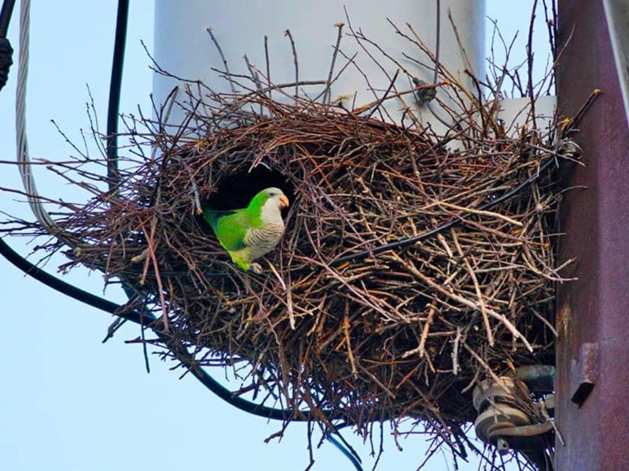 New study explains why monk parakeets and other parrots ended up