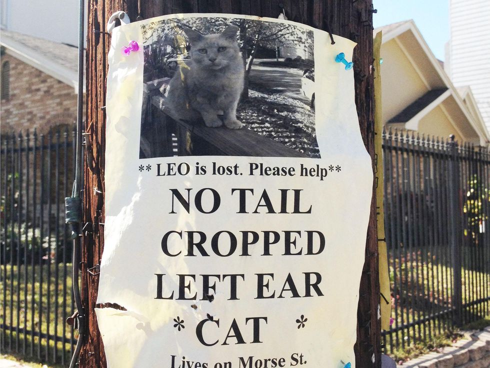 Montrose missing cat poster