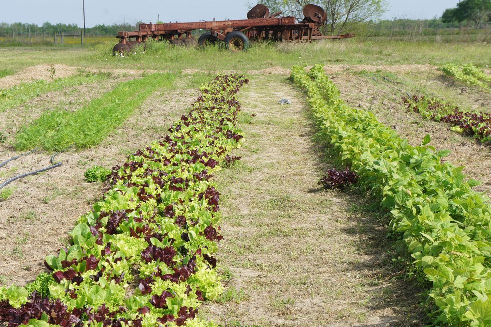 Moon Dog Farms Houston April 2013 garden rows