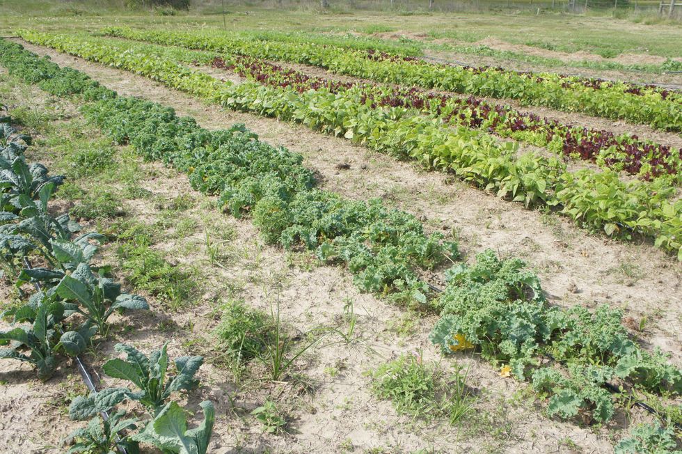 Moon Dog Farms Houston April 2013 garden rows