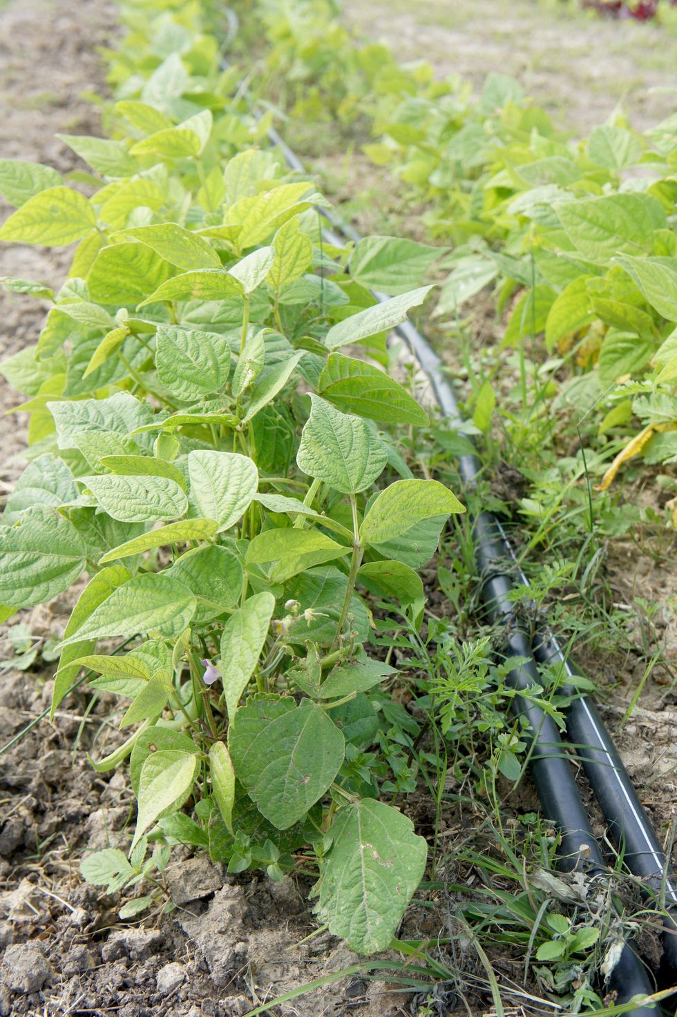 Moon Dog Farms Houston April 2013 growing herbs