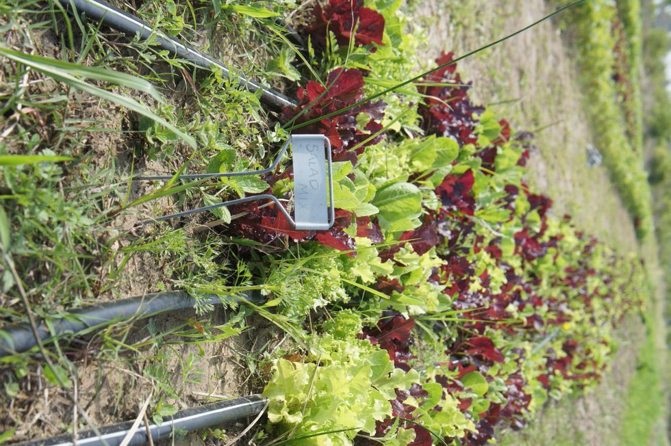 Moon Dog Farms Houston April 2013 lettuce greens